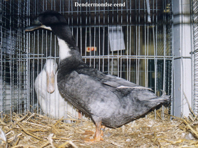 dendermondse eend
