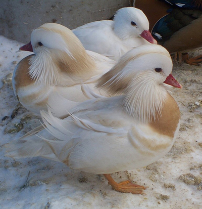 witte mandarijneend