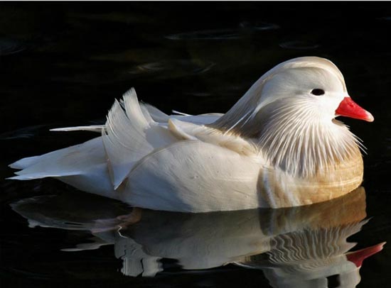 Mandarijn eend - watervogel van het jaar2011